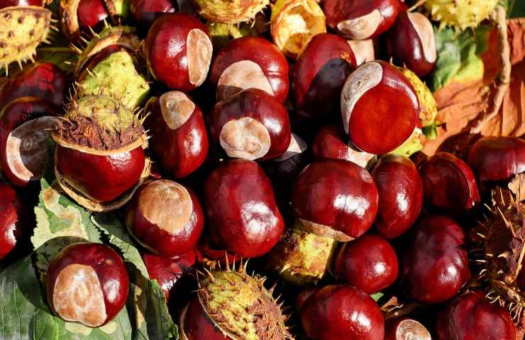 Metodi per conservare al meglio le castagne